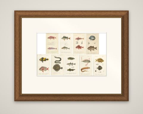Set of 9 Antique Prints of Various Handcolored Fish Species, shown framed