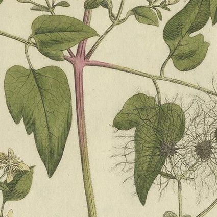 Antique Botany Print of the Clematis Vitalba by Curtis, circa 1777, close-up 2