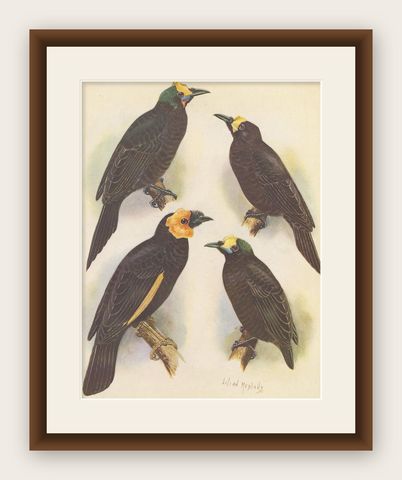 Antique Print of the Wattled Bird of Paradise and Others, 1950, shown framed