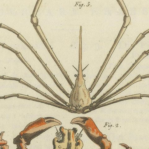 Antique Print of Various Crab Species Including Swimmer Crab, close-up 1