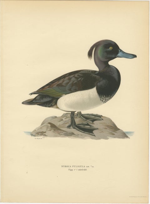 Decorative Scandinavian Bird Prints, Antique Swedish Ducks, 1929 - Set of 6, view 3