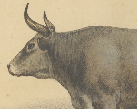 Algerian Ox, North African Cattle Chromolithograph by Olivier de Penne, 1863, close-up 1