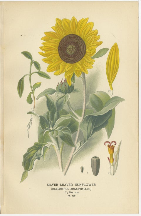 Antique Botanical Prints Trio: Immortelles, Youth and Age, Sunflower, 1897, view 4