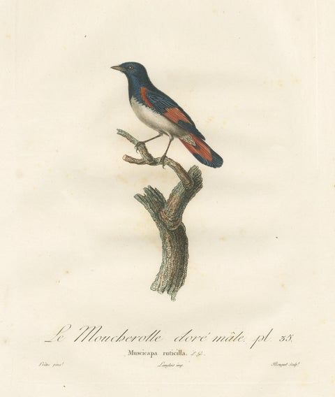 1807 American Redstart Illustration - 'Le Moucherolle doré mâle' Old Bird Print, view 3