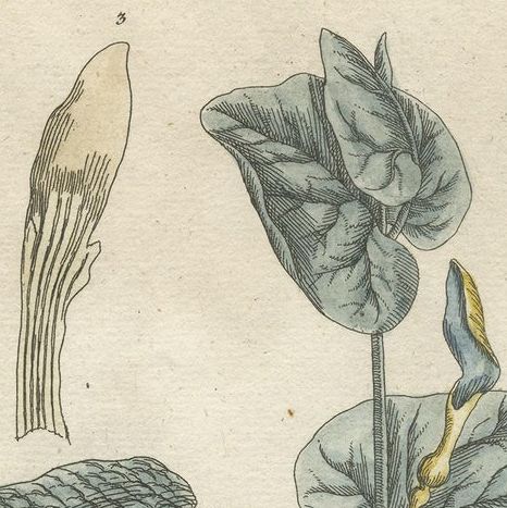 Antique Botanical Print of Aristolochia Rotunda, close-up 1