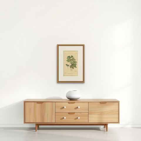 Antique Botany Print of Hydrastis Canadensis, '1759', shown framed on a wall