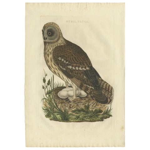 Strix Ulula, Hand-Coloured Engraving of Short-Eared Owl with Eggs, 1770–1829