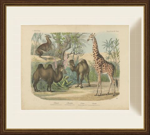 Antique Giraffe and Camel Print with Dromedary and Llama, Kolb, circa 1890, shown framed