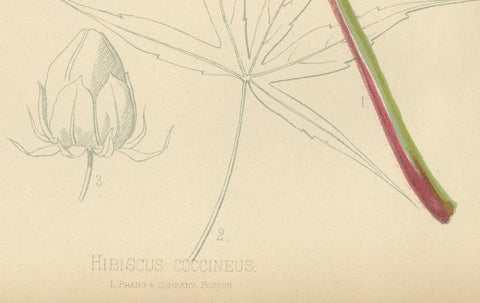 Scarlet Rosemallow from The Native Flowers and Ferns of the United States, 1879, close-up 1