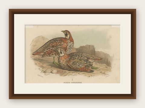 Antique Bird Print of The Tibetan Partridge by Hume & Marshall, 1879, shown framed