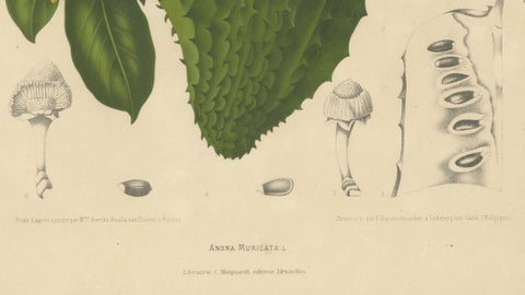 Antique Soursop Botanical Chromolithograph by Hoola van Nooten, c. 1880, close-up 4