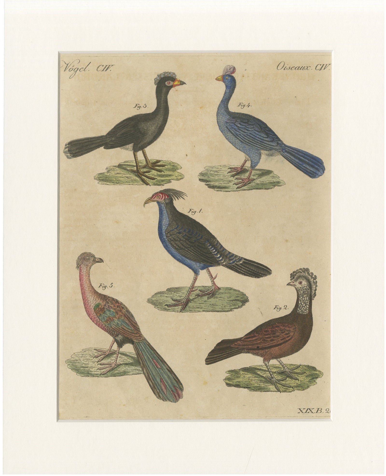 Antique Hand-Colored Crested Birds Engraving, Bertuch, c. 1800