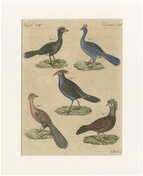 Antique Hand-Colored Crested Birds Engraving, Bertuch, c. 1800
