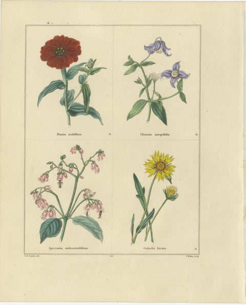 Pair of Hand-Colored Botanical Engravings of Garden Flowers, London 1828, view 3