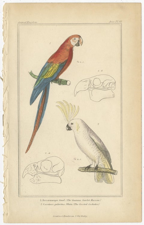 Set of 4 Antique Bird Prints of the Horned Parrakeet, Scarlet Macaw and Others, view 4