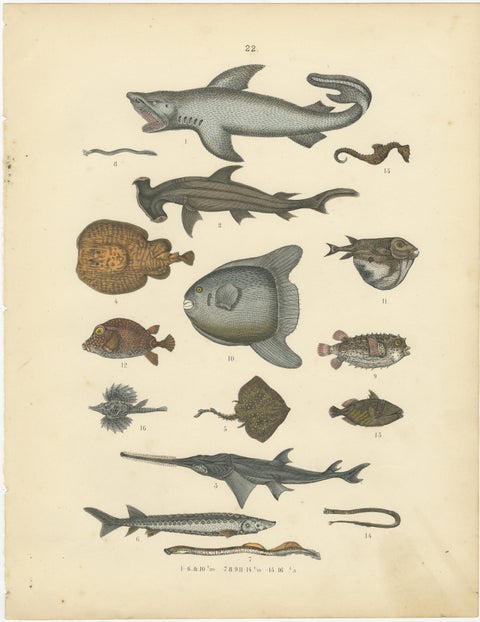 Fishes & Sea Life Print: Shark, Seahorse, Sunfish, Stingray, Antique 1867, view 2
