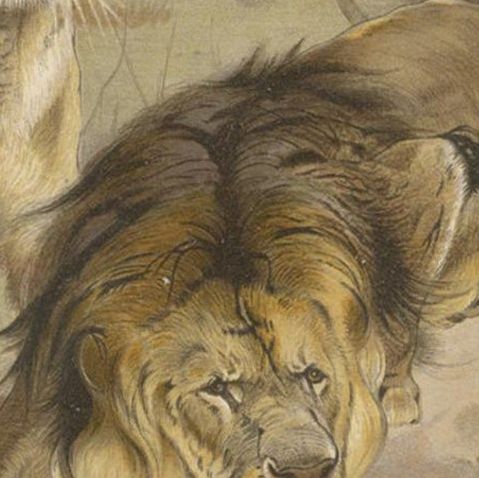 Antique Print of Lions by Brehm 'c.1890', close-up 1
