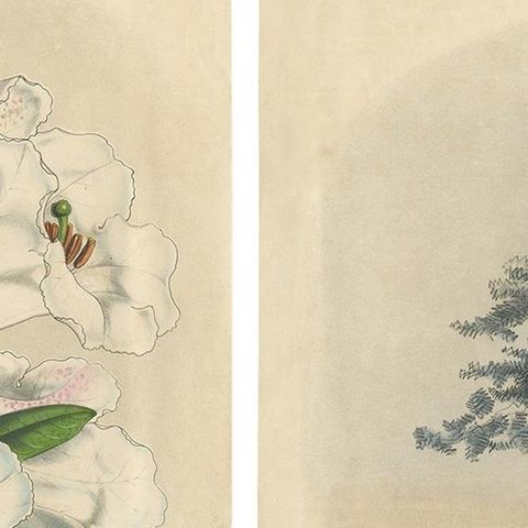 Set of 2 Antique Botany Prints, Rhododendron Dalhousiae, by Van Houtte '1849', close-up 1