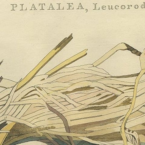 Antique Bird Print of the Nest of a Spoonbill of the Ibis Family, 1789, close-up 1