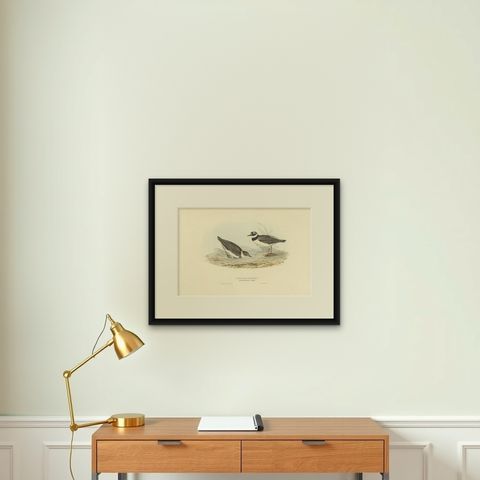 Antique Bird Print of the Little Ring Dotterel by Gould, 1832, shown framed on a wall