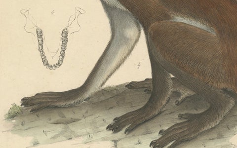 Rare Vintage Print: Olive Colobus Monkey - Natural History Art, circa 1853, close-up 1