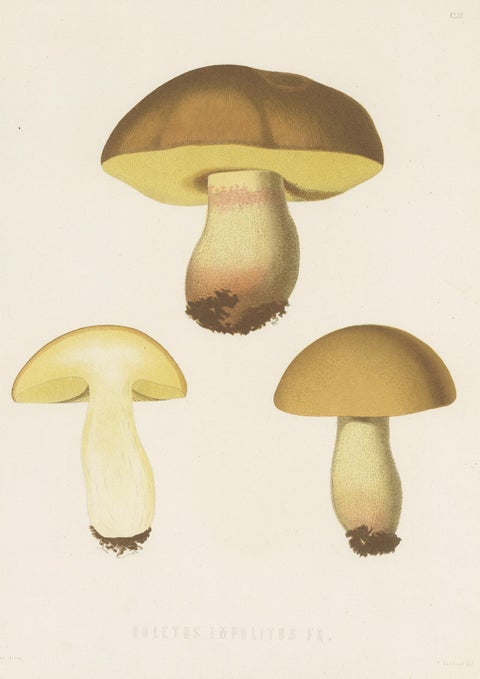 Antique Mycology Print of Hemileccinum Impolitum by E.M. Fries, circa 1860, view 2