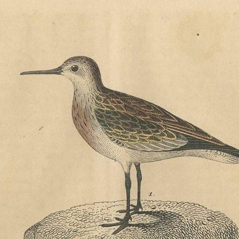 Antique Bird Print of Sanderlings, 1847, close-up 1