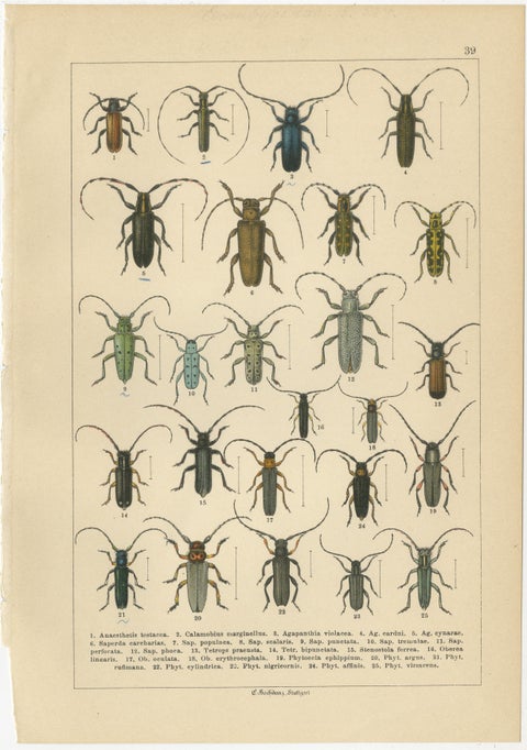 Antique Beetle Chromolithographs, European Species Plates, Calwer 1893, view 4