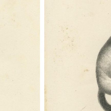 Saimiri, Night Monkey, Mico & Silky Monkey, Lithographs by C.C. Last, 1836, close-up 2