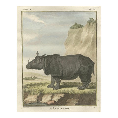 Striking Antique Rhinoceros Engraving, Buffon Hand-Coloured Print Amsterdam 1769
