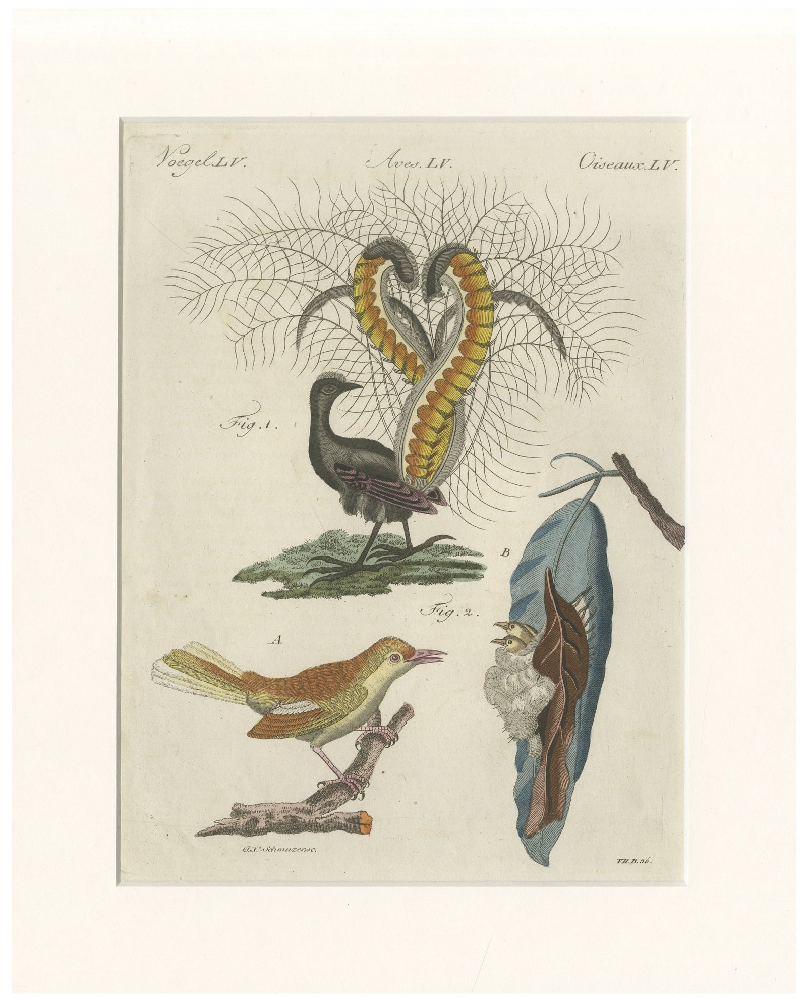 Antique Lyrebird & Tailorbird Engraving, Bertuch, 1796