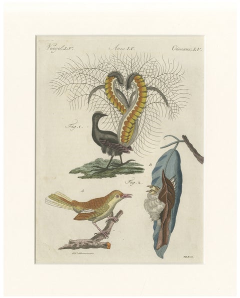 Antique Lyrebird & Tailorbird Engraving, Bertuch, 1796