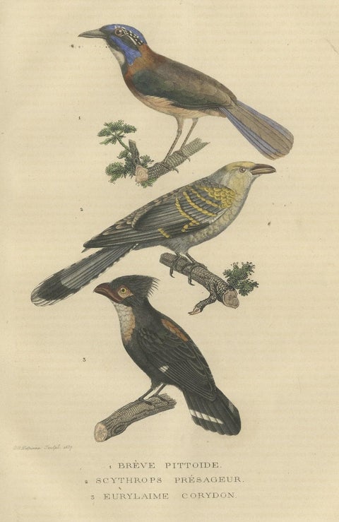 Old Bird Print of a Pitta Ground-roller, Channel-billed Cuckoo, Dusky Broadbill, close-up 2