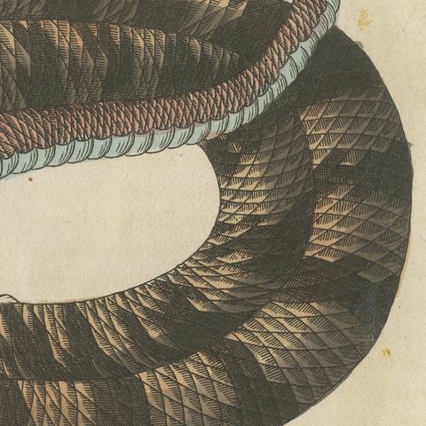 Rattlesnake with Its Rattle, Antique Bertuch Print, Vienna, circa 1805, close-up 3