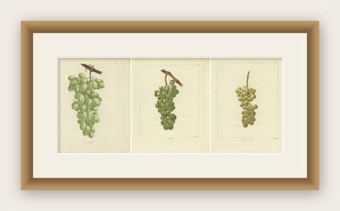 Set of Three Antique Prints of Various Green / White Grape Varieties, 1821, shown framed