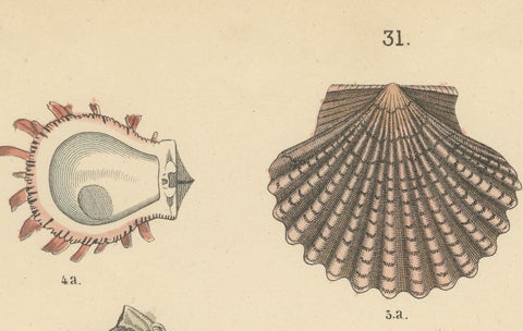 Shells & Bivalves Print: Mussels, Oysters, Scallops, Clams, Antique 1867, close-up 4