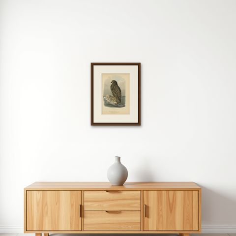 Bird Print of the White-Tailed or Grey or Eurasian Sea Eagle, 1894, shown framed on a wall