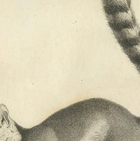 Early 19th-Century Engraving of Lemur Catta by S.C. Miger and N. Maréchal, Paris, close-up 6