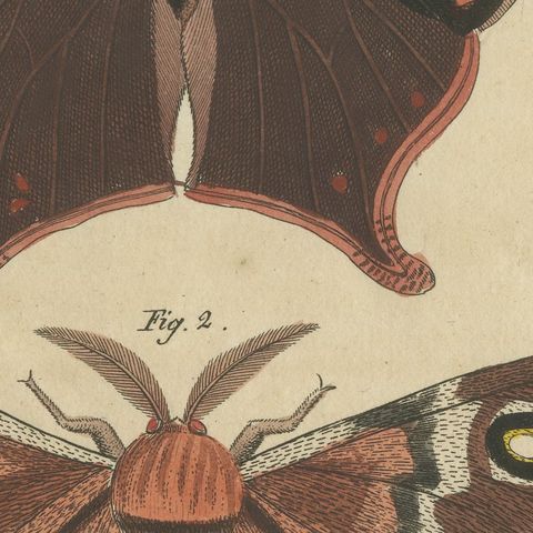 Exotic Butterflies and Saturniid Moth, Antique Bertuch Print, Vienna, circa 1815, close-up 5