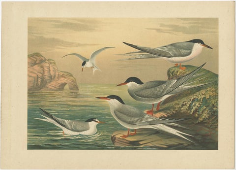 Lithographs of European Seabirds, Gulls, Terns, Skuas, Geese and Gannets, 1890, view 5