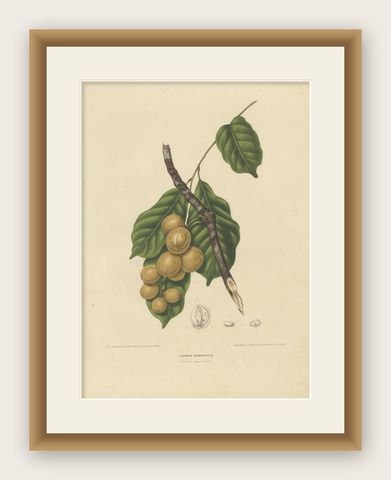 Lansium Domesticum, Langsat Botanical Lithograph c.1863, shown framed