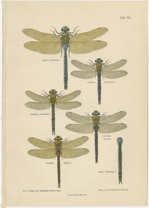 Dragonflies of Central Europe, Set of Three Color Lithographs, 1908, view 2