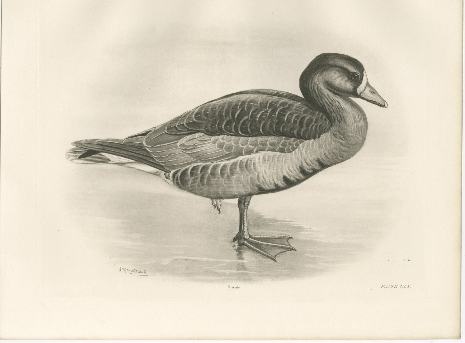 Grey Goose, Antique Bird Print after Lilian Medland, circa 1909