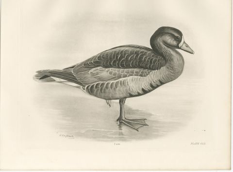Grey Goose, Antique Bird Print after Lilian Medland, circa 1909