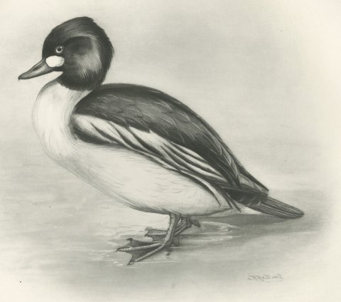 Goldeneye Drake Standing at the Water's Edge after Lilian Medland, c. 1909, close-up 1