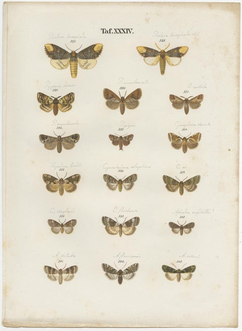 Set of 5 Antique Prints of Various Butterflies and Moths by Ramann, circa 1870, view 3