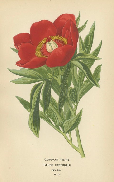 Victorian Botanical Majesty: Original Lithographs of Peonies and Monkshood, 1896, close-up 1