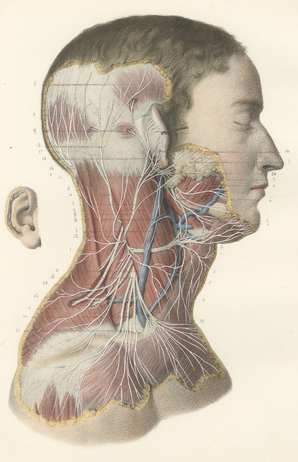 Superficial Nerves of the Face and Neck, Antique Hirschfeld Anatomy Print, 1866