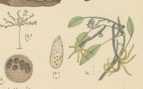 Corals & Jellyfish Print: Medusa, Anemone, Corals, Ctenophores, Antique 1867, close-up 3