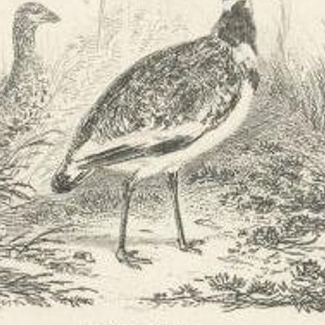 Antique Bird Print of a Male Little Bustard and a Great Bustard by Partington, close-up 1